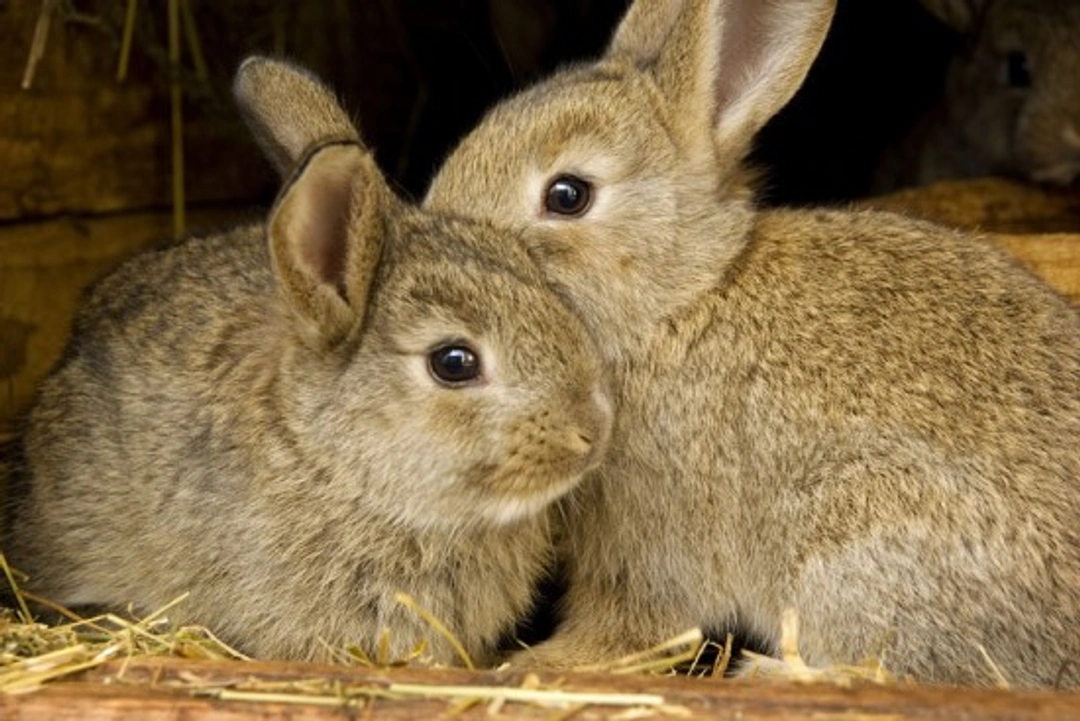 Introduction to Keeping Rabbits: Essential Care Guide