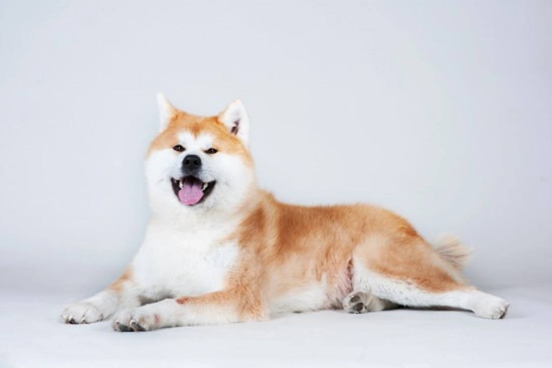 Japanese Akita Temperament & Training Tips