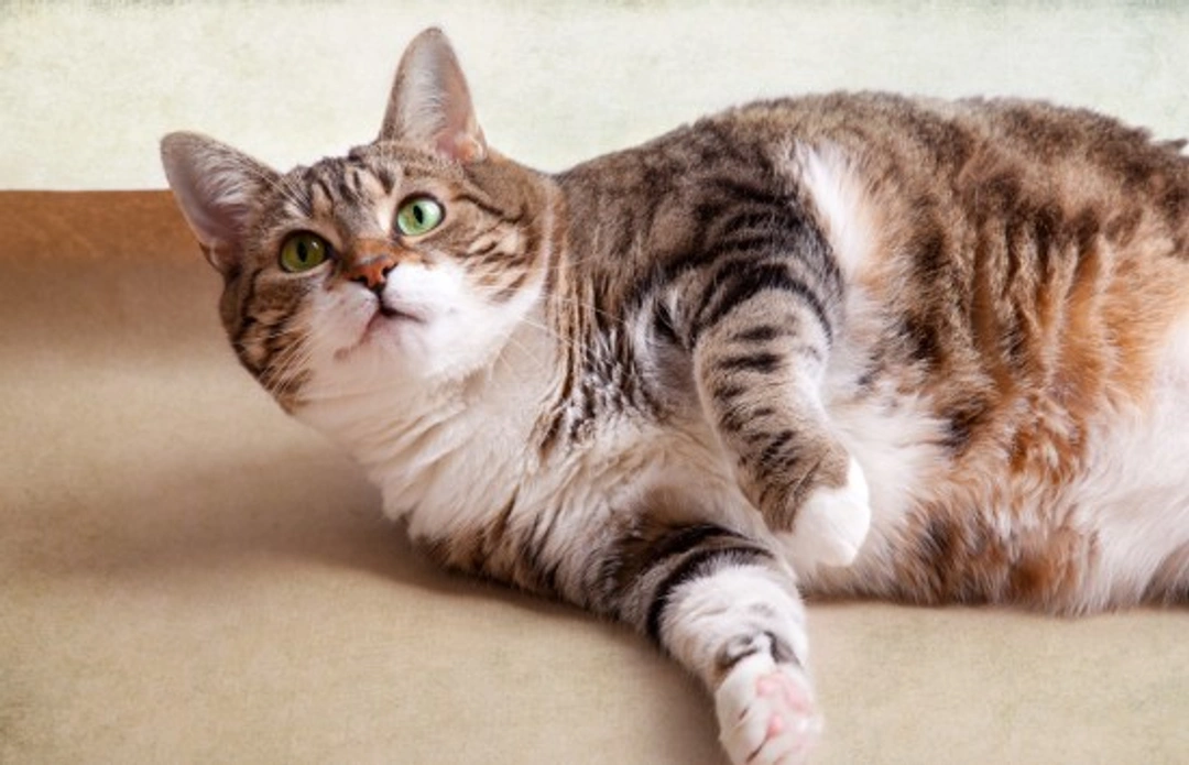 Five Feeding Faults That Cause Feline Obesity