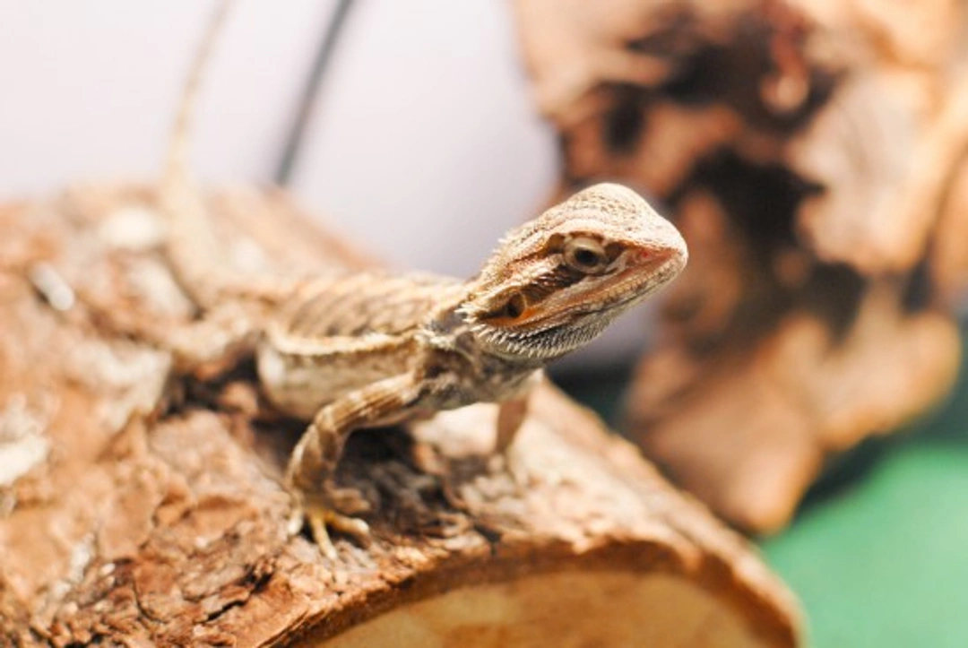 Bearded Dragon Facts: Essential Guide for New Owners