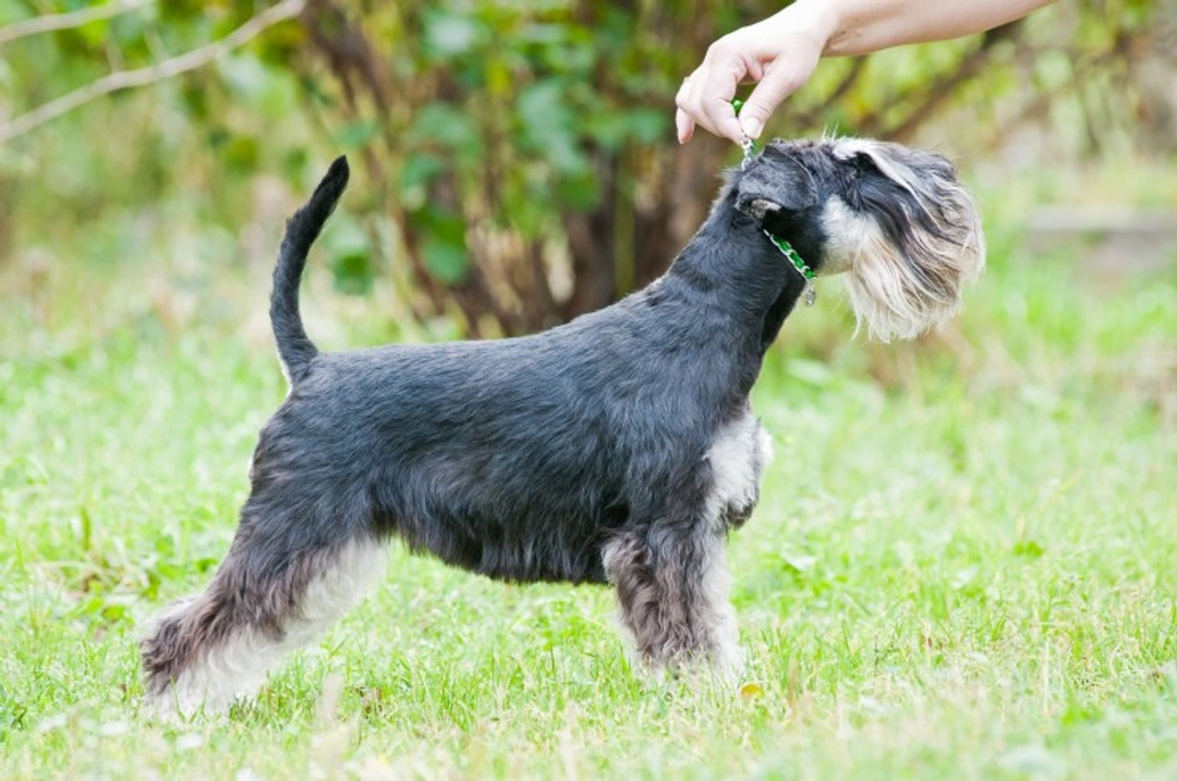 Popular Schnauzer Grooming Styles and Coat Care Tips