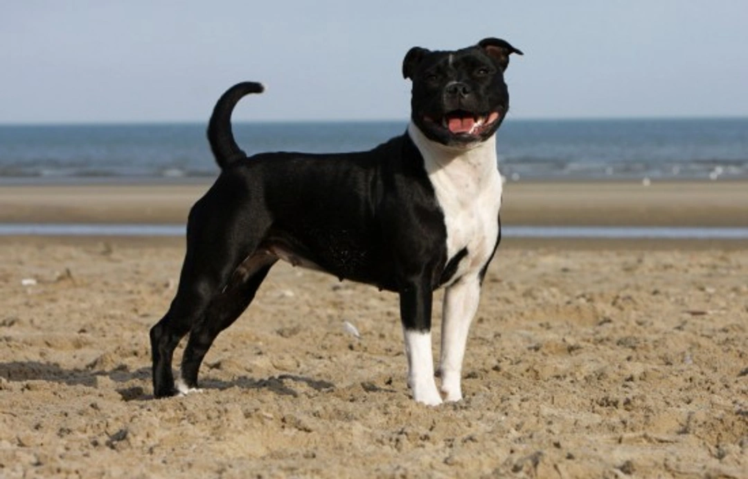 Why Dog Rehoming Centres Have Many Staffordshire Bull Terriers