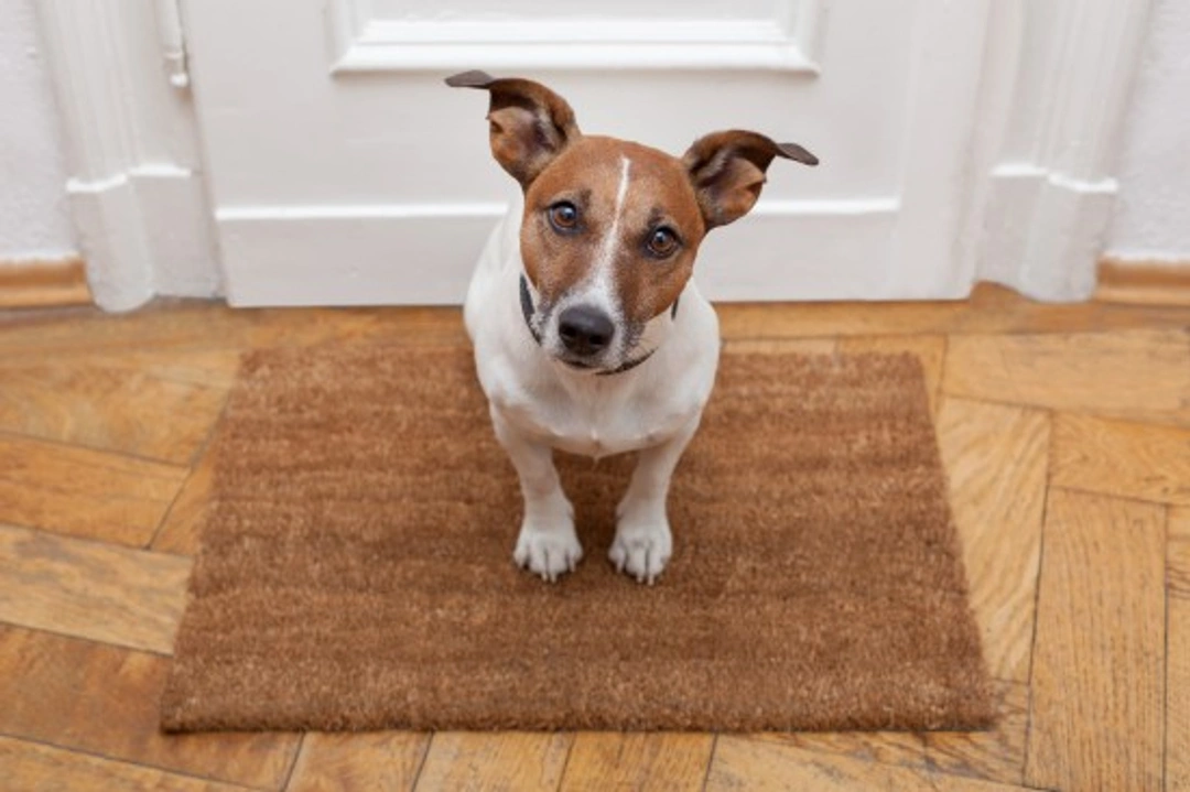 Handling Visitors Who Are Afraid of Dogs: Top Tips