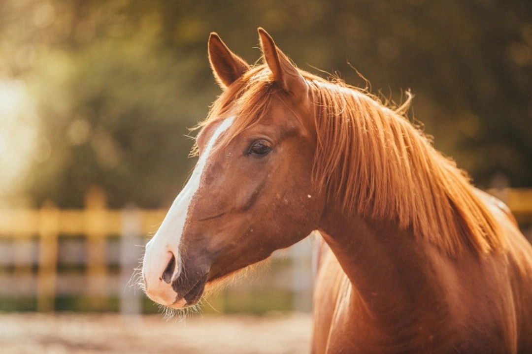 How to manage worming your horse effectively