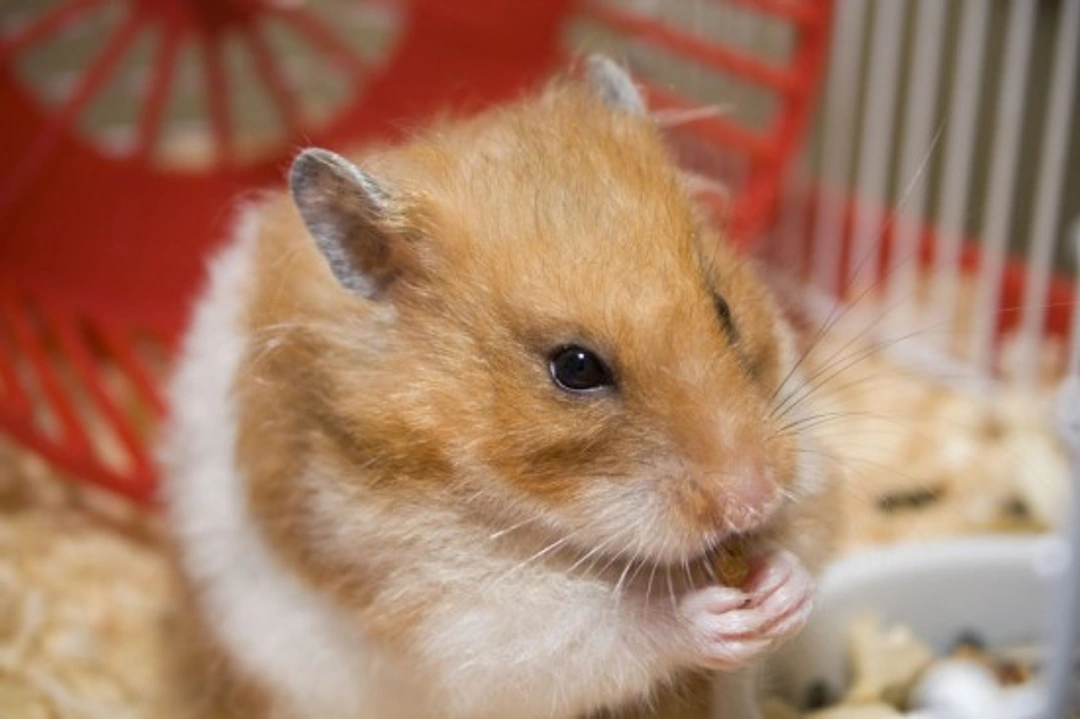 Complete Guide to Caring for Your Pet Hamster