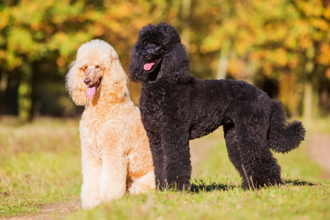 5 interesting facts about the poodle dog breed