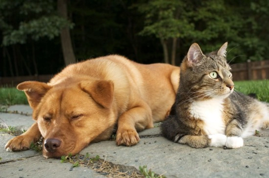 Calming aids for cats and dogs: Effective and gentle options