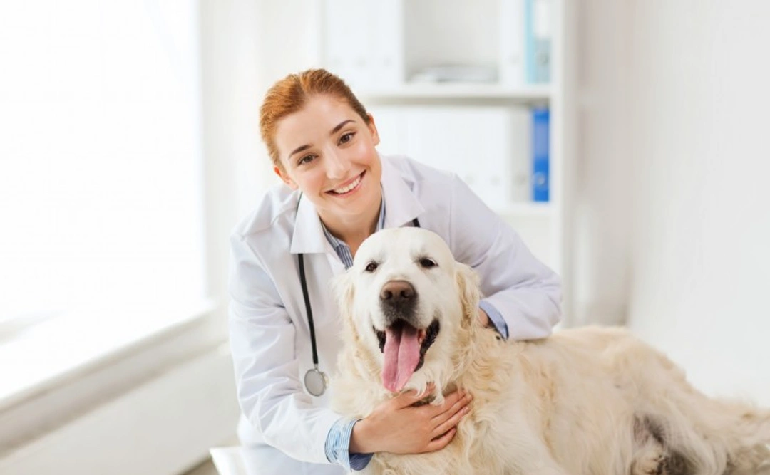 Complete Guide: What Happens During a Dog Echocardiogram