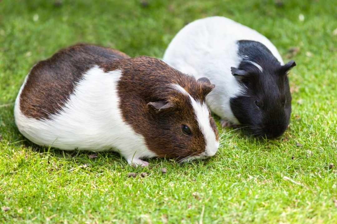 Guinea Pigs: Why They Need Companionship for Happy Pets