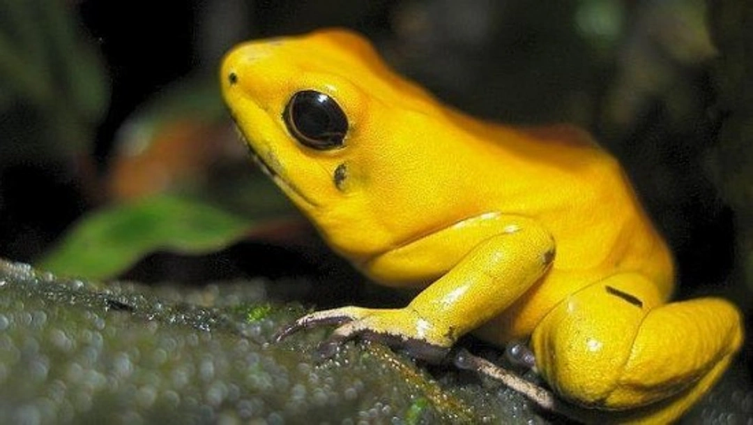 Cinco animales a los que no conviene que te acerques