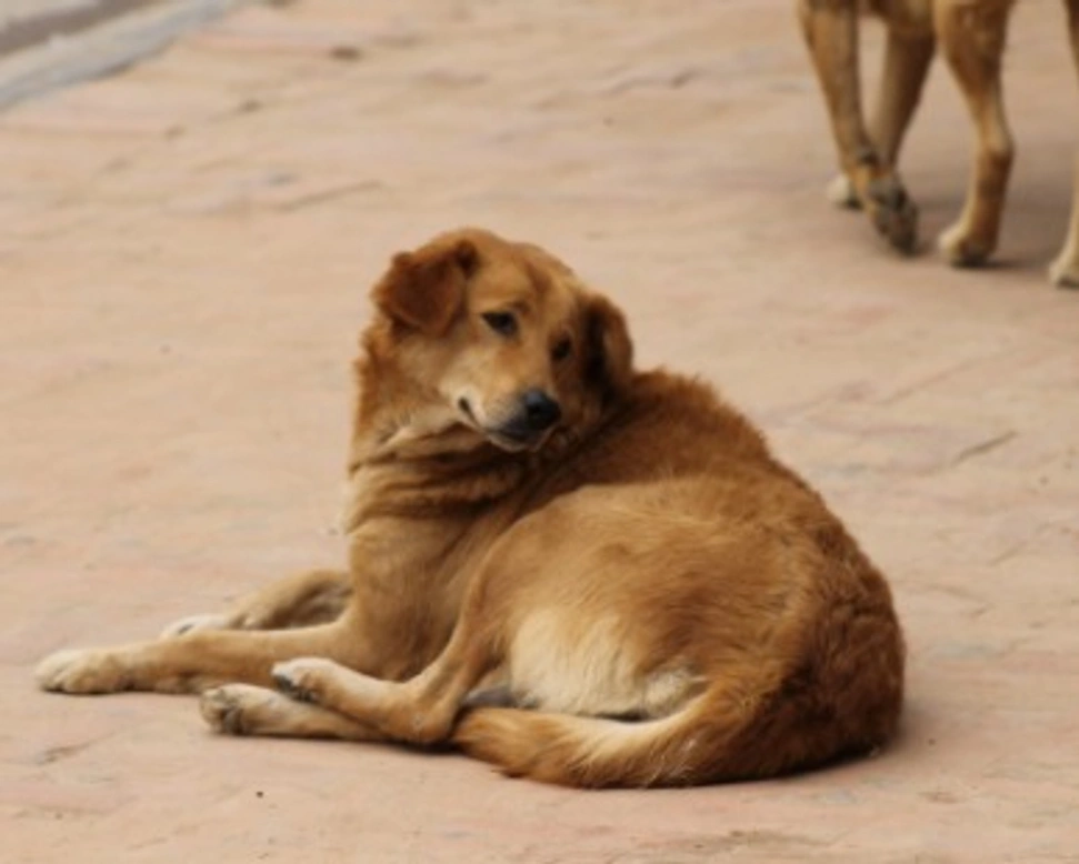 Associazione Animali: Anima Randagia Calabria