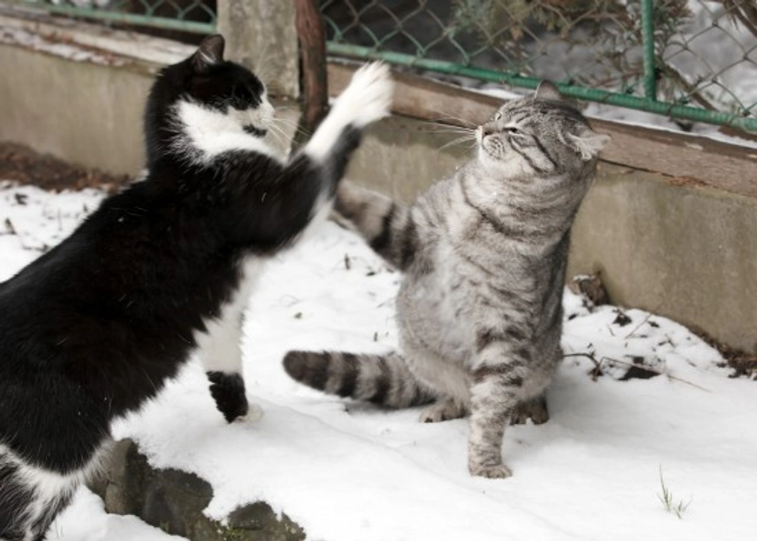 How to Stop Cat Fighting: Effective Tips for Cat Aggression