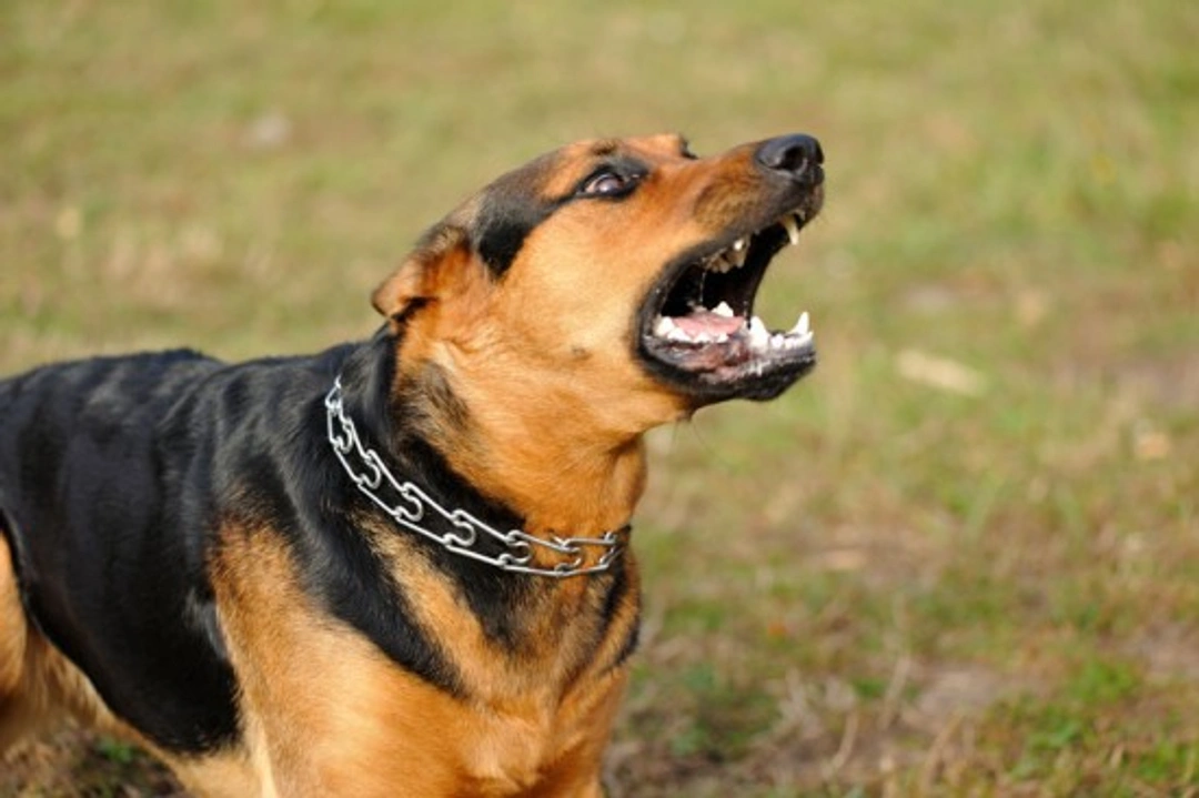 Understanding and Managing Aggressive Dogs