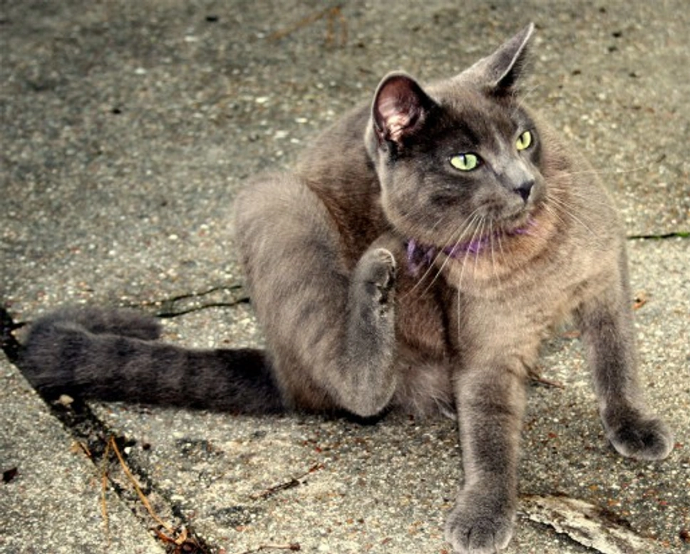 Flea Allergy Dermatitis in Cats: Causes, Signs & Treatment