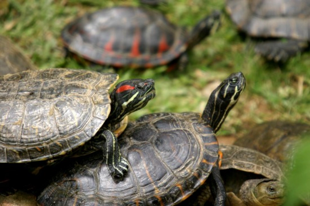 Common Diseases of Aquatic Turtles: Causes and Prevention