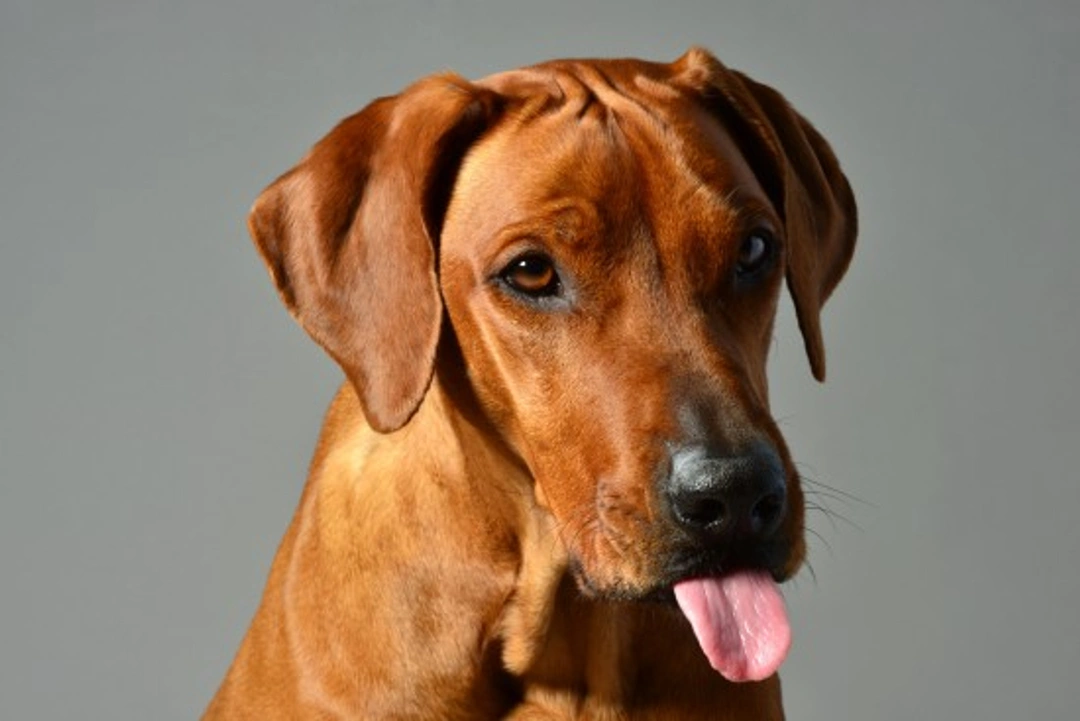 Canine Epilepsy FAQs: Understand & Manage Your Dog's Condition