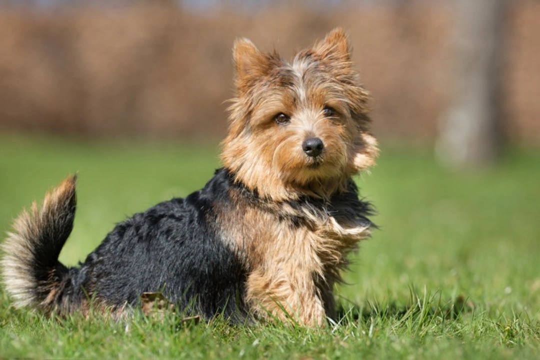 Yorkshire Terriers & Hypoglycemia: Recognise and Treat Early