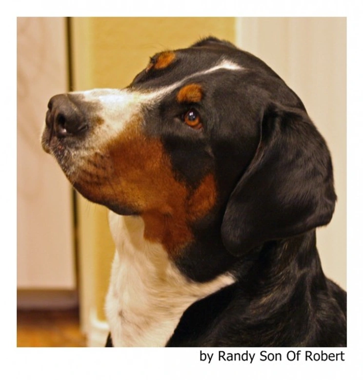 Adiestrar a un perro adulto: una tarea mucho más sencilla de lo que crees