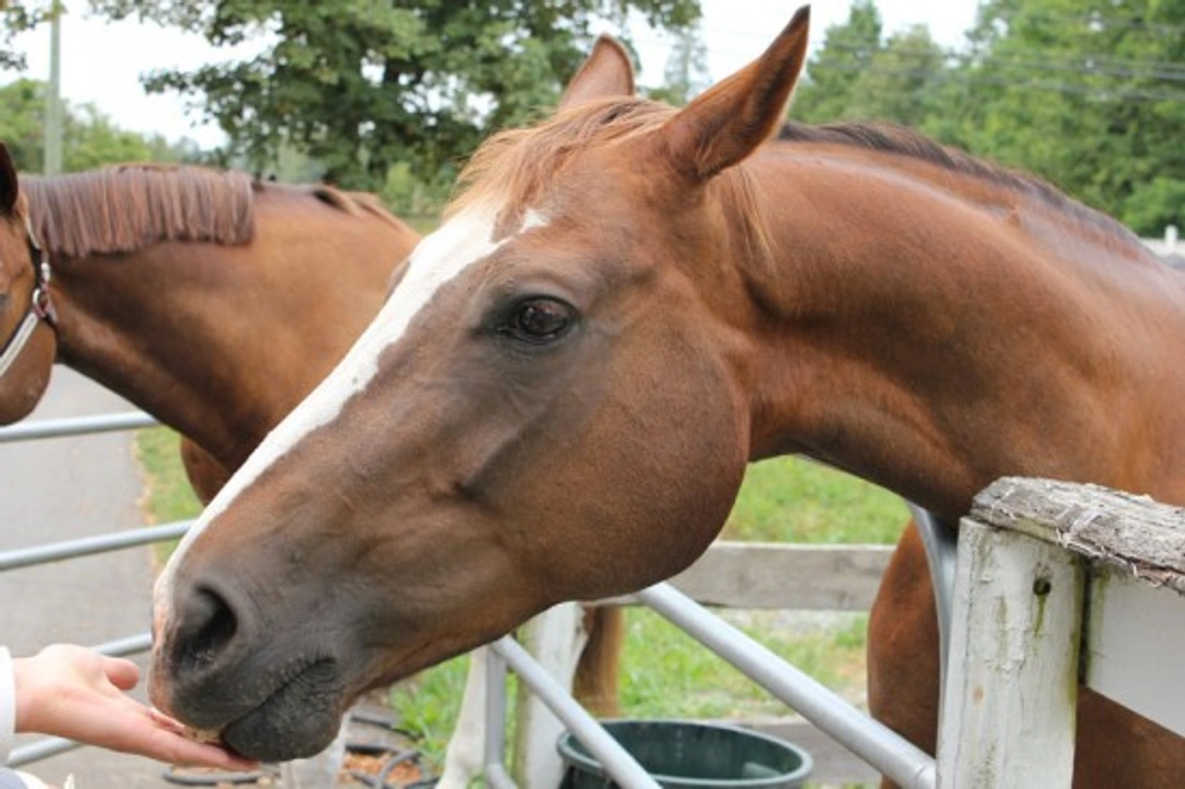 Feeding Your Horse: A Simple Guide to Healthy Diets