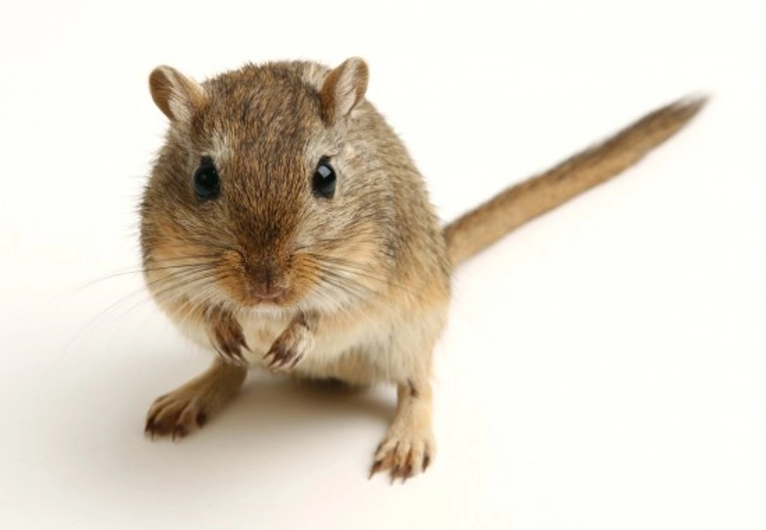 Everything you need to know about gerbils: Care, Diet, and Tips
