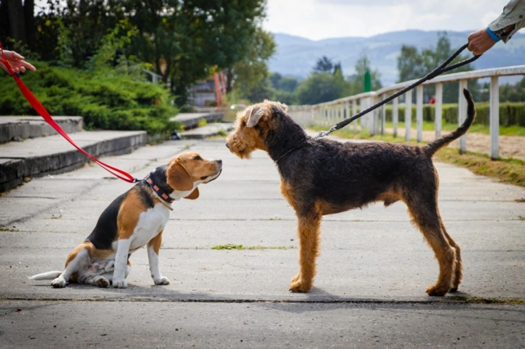 5 FAQs on UK Group Dog Walks, Puppy Safety & Buying Rules 2025