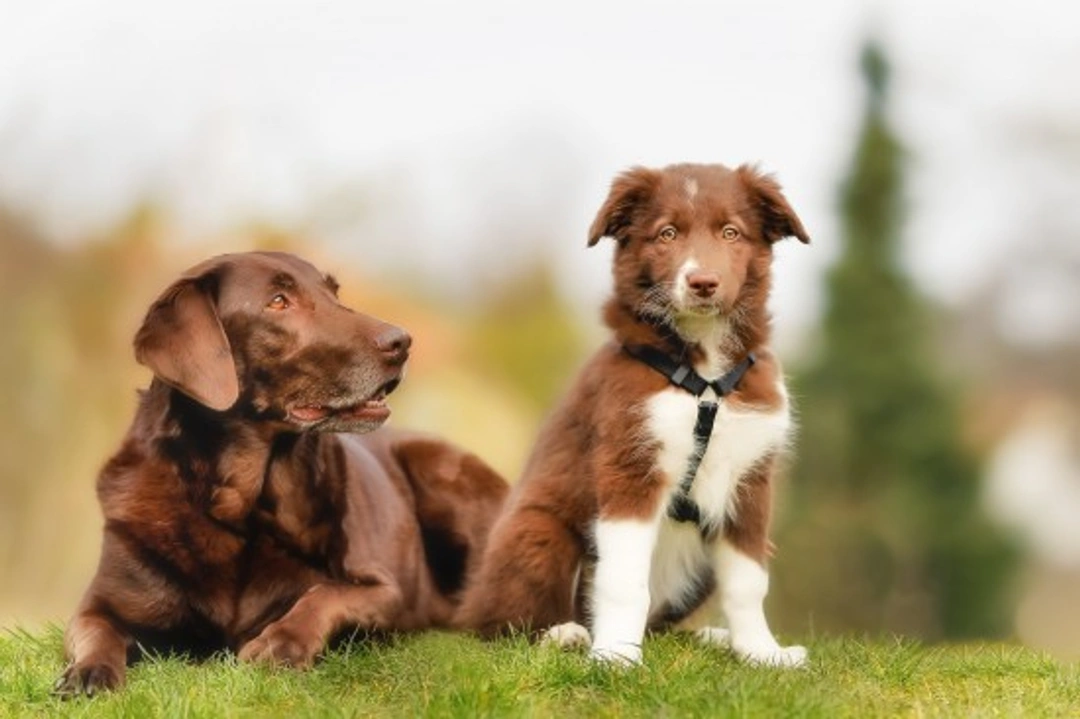 Puppy Aggression Towards Older Dogs: Causes & Fixes