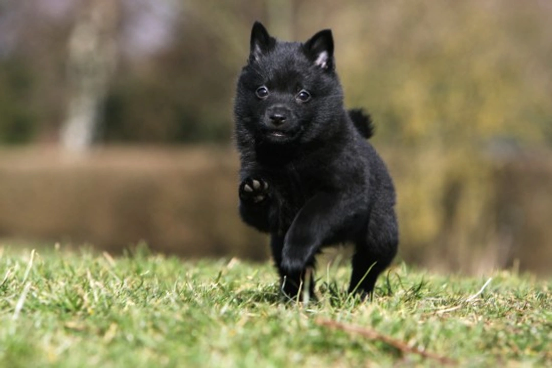 Is a Schipperke the right dog for you? Key traits explored