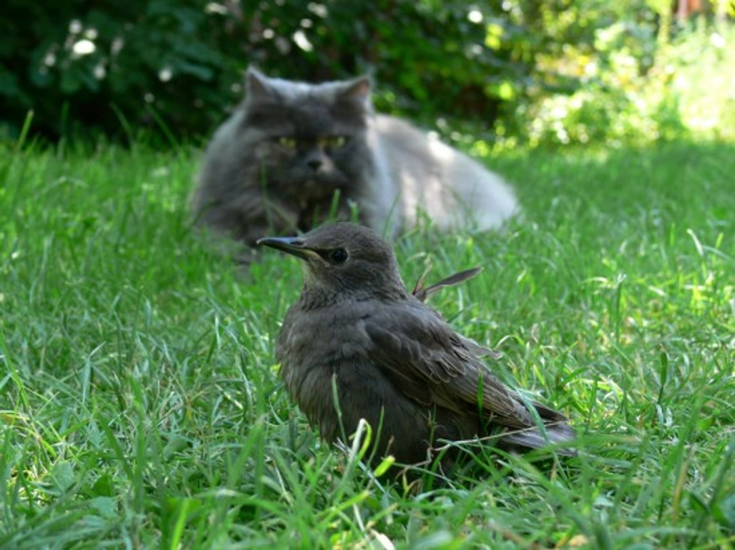 Understanding Cats as Natural Hunters