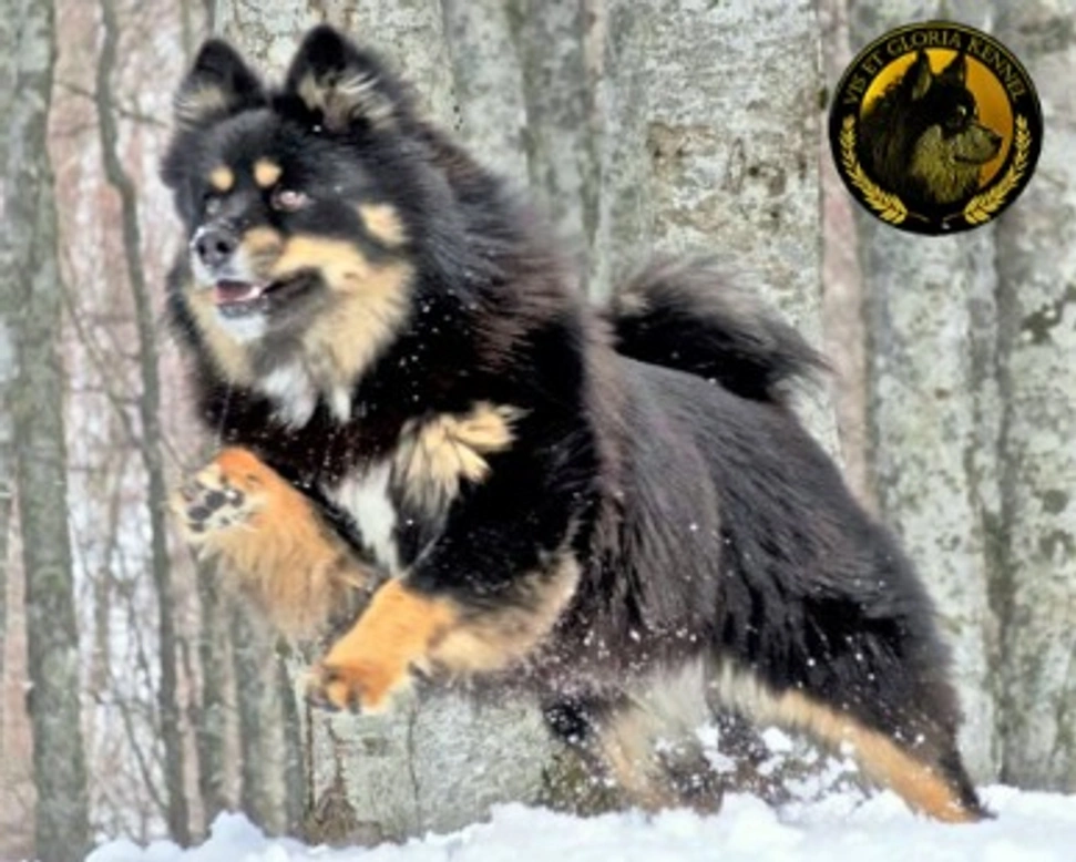 Il Lapinkoira o Lapphund, una razza rara