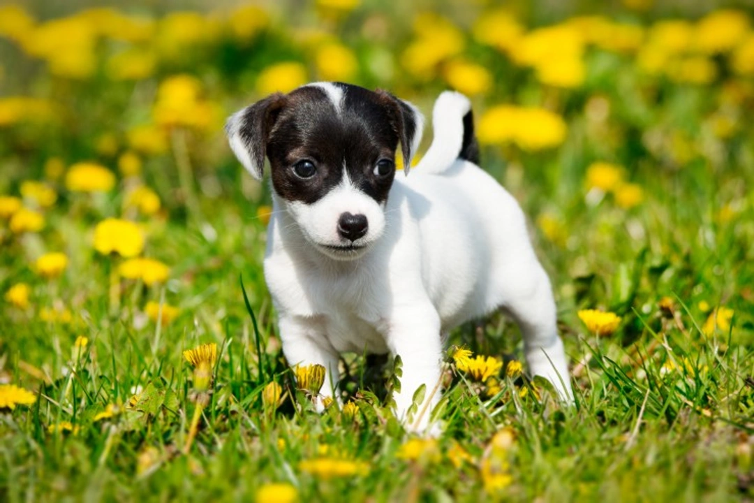 Jack Russell Terrier FAQs: Health, Training & Puppy Costs