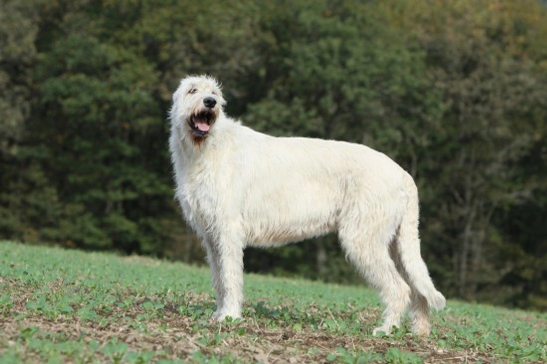 Irish Wolfhound Hereditary Health and Genetic Diversity Guide