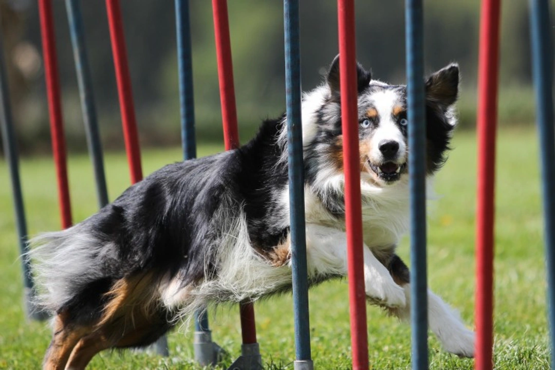 How to Improve Your Dog’s Agility Score: Top Tips