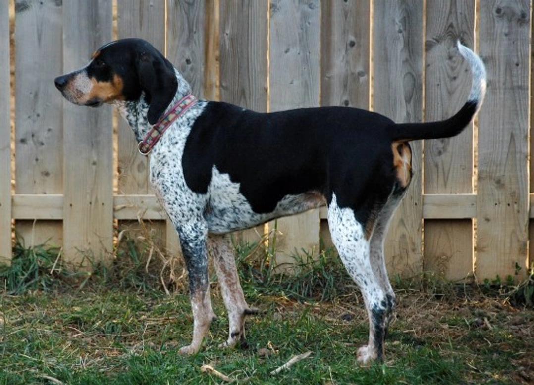 Bluetick Coonhound Breed Guide: Temperament & Care
