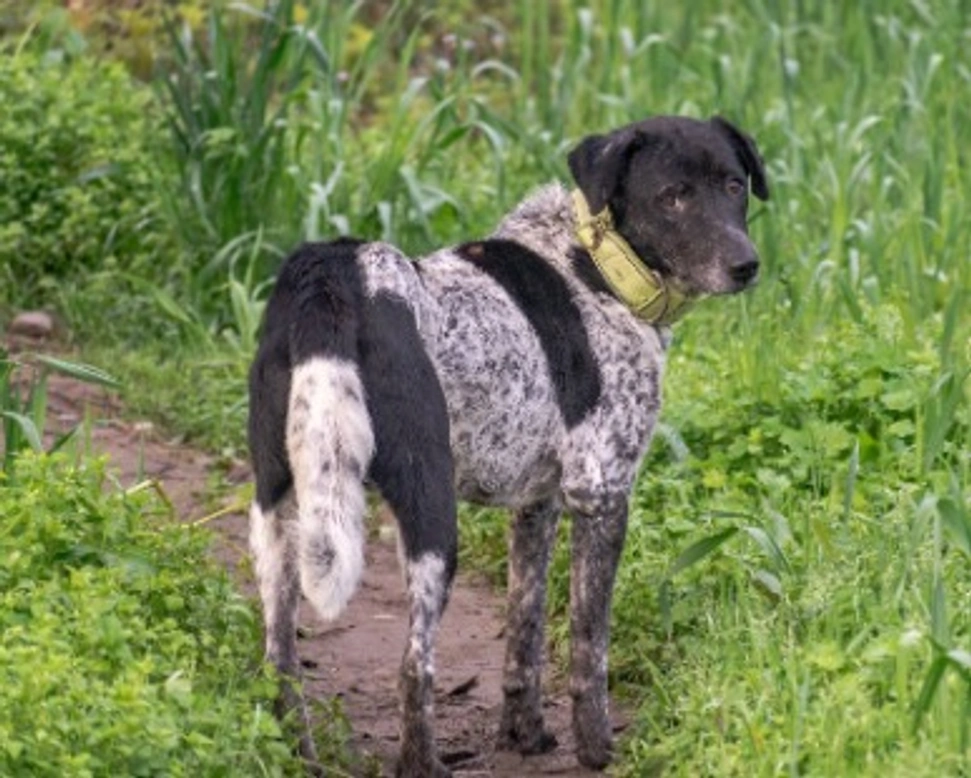 Associazioni animali: ADA – Associazione Difesa Animali