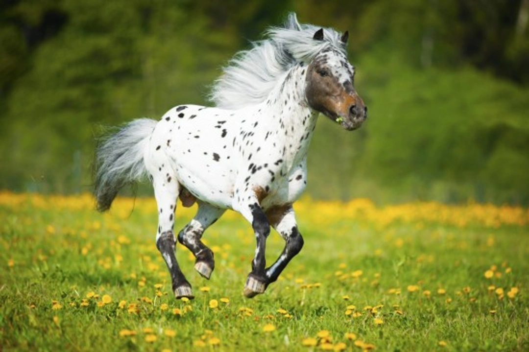 Prettiest Horse Breeds: Top Stunning Types Explained