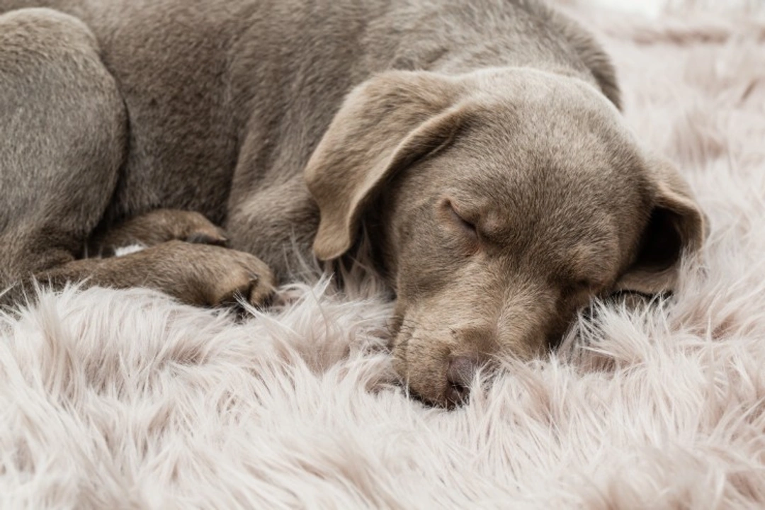 What to do if your dog has a nightmare: calm and caring tips