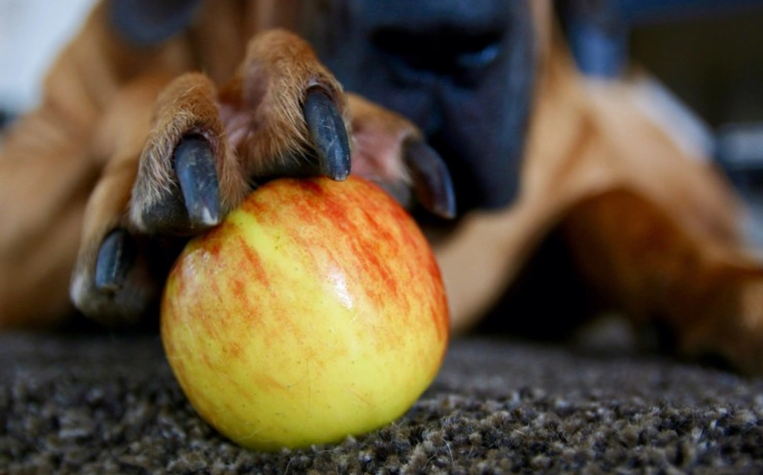 10 Healthy Fruits Safe for Dogs: Top Nutritious Treats