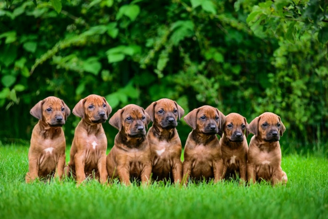Does a Large Litter Mean Smaller Puppies? Facts Explained