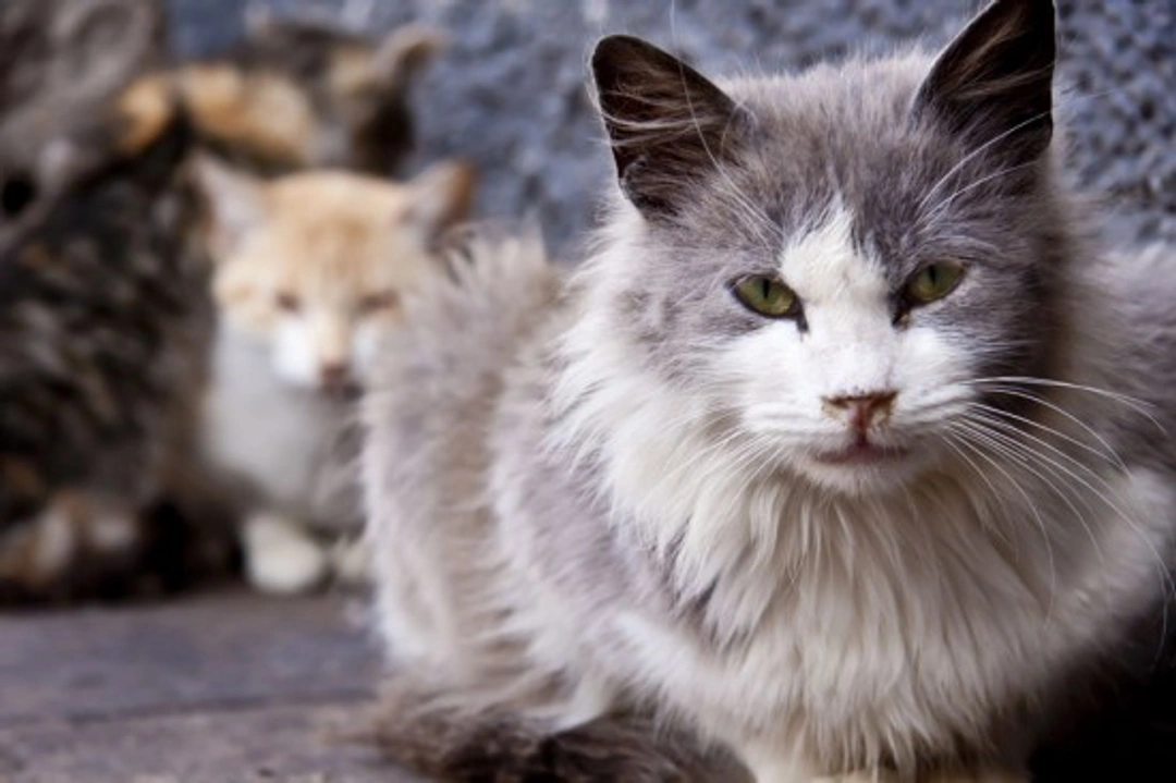 Caring for Older Cats: Essential Tips for Their Golden Years