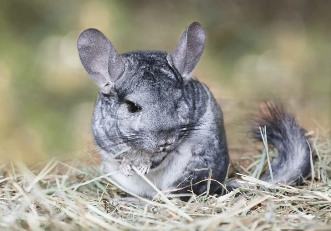 Do chinchillas make good pets? Care and ownership guide
