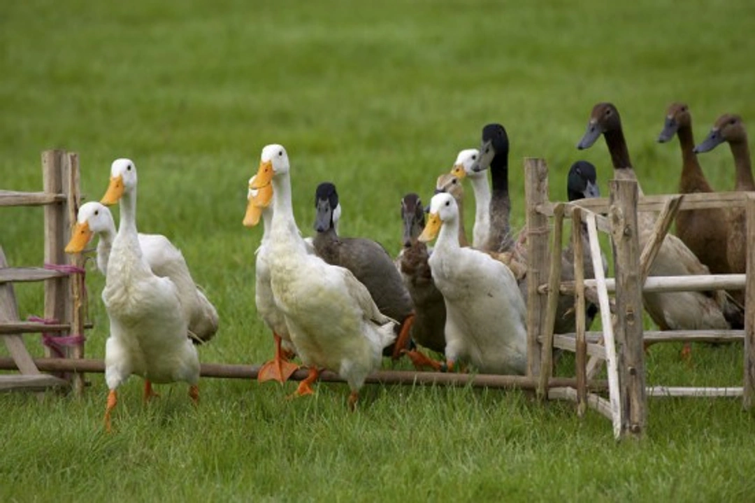 Keeping Pet Ducks in the UK: A Complete Guide