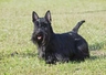 Scottish Terrier Dogs Raza - Características, Fotos & Precio | MundoAnimalia