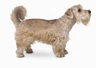 Sporting Lucas Terrier Dogs Breed - Information, Temperament, Size & Price | Pets4Homes