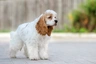 American Cocker Spaniel Dogs Breed - Information, Temperament, Size & Price | Pets4Homes