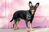 English Toy Terrier Dogs Breed - Information, Temperament, Size & Price | Pets4Homes