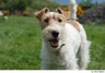 Fox Terrier de Pelo Duro Dogs Raza - Características, Fotos & Precio | MundoAnimalia