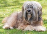 Tibetan Terrier Dogs Breed - Information, Temperament, Size & Price | Pets4Homes