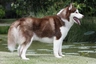 Siberian Husky Dogs Breed - Information, Temperament, Size & Price | Pets4Homes