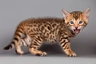 Bengal Cats Breed - Information, Temperament, Size & Price | Pets4Homes
