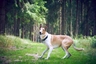 Smooth Collie Dogs Breed - Information, Temperament, Size & Price | Pets4Homes